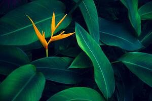 Fotografi tropical leaves colorful flower on dark, sarayut Thaneerat