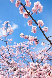 Konstfotografering Cherry Blossoms, Masahiro Makino, (26.7 x 40 cm)