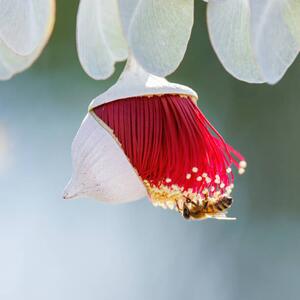 Fotografi Red and Yellow Eucalyptus Gum Blossom, Robbie Goodall