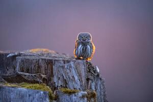 Fotografi Eurasian pygmy owl in beautiful sunset, Krzysztof Baranowski