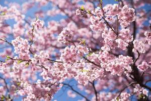 Fotografi Sweet sakura flower in springtime, somnuk krobkum