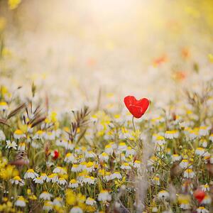 Fotografi Heart shaped poppy, Julia Davila-Lampe