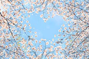 Konstfotografering Cherry blossom, YuriF, (40 x 26.7 cm)