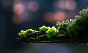 Konstfotografering close-up of moss on a branch, Alin Boehmer, (40 x 24.6 cm)