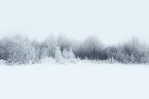 Fotografi Beautiful winter forest landscape, trees covered, Guasor