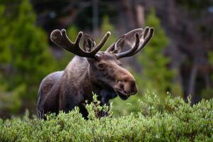 Fotografi A moose moose in the forest,Fort, Hawk Buckman / 500px, (40 x 26.7 cm)