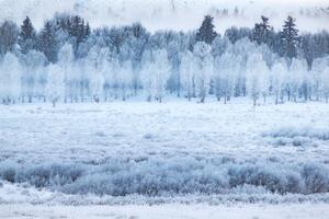 Fotografi Hoar frosted trees in Jackson, Wyoming,, David Clapp