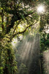 Konstfotografering Sunbeam in Tropical Rain forest in Danum Valley, Nora Carol Photography, (26.7 x 40 cm)