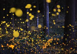 Konstfotografering The Galaxy in woods, Nori Yuasa, (40 x 30 cm)