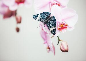 Fotografi Butterfly On Orchid, borchee