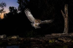 Fotografi Tawny owl flying in the forest at night, Spain, AlfredoPiedrafita, (40 x 26.7 cm)
