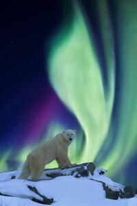 Konstfotografering Aurora borealis and polar bear, Patrick J. Endres, (26.7 x 40 cm)