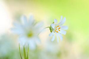Konstfotografering Close-up image of the spring flowering, Jacky Parker Photography, (40 x 26.7 cm)