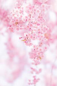 Konstfotografering Close-up of pink cherry blossom, Yuki Hanayama / 500px, (26.7 x 40 cm)