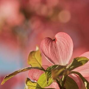 Konstfotografering Heart bloom, Pamela Long, (40 x 40 cm)