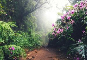 Fotografi Walking Path On Madeira Island, borchee