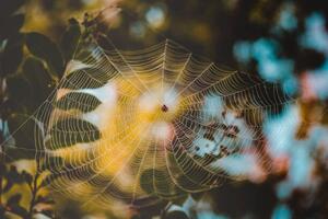 Konstfotografering Low angle view of spider on web, Cavan Images, (40 x 26.7 cm)