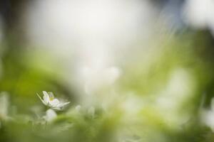 Konstfotografering white willows in spring in clear, Schon, (40 x 26.7 cm)