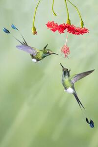 Fotografi Pair of male Booted Rackettail Hummingbirds, Hal Beral