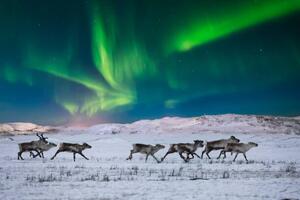 Fotografi Wild reindeer on the tundra on, Anton Petrus