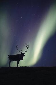 Fotografi Caribou bull and Aurora Borealis,, Johnny Johnson
