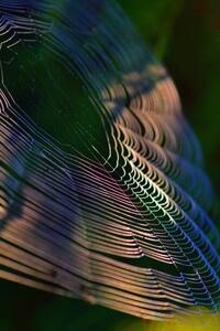 Konstfotografering Close-up of spider on web,France, Minh Hoang Cong / 500px, (26.7 x 40 cm)