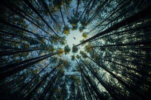 Konstfotografering Low angle view of trees in forest,Russia, igor kovalev / 500px, (40 x 26.7 cm)