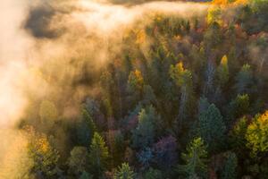 Konstfotografering Sunrise and morning mist in the forest, Baac3nes, (40 x 26.7 cm)