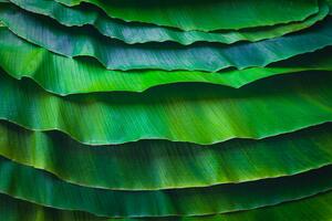 Fotografi Banana leaves are green nature., wilatlak villette, (40 x 26.7 cm)