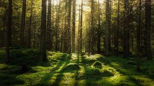 Konstfotografering Magical fairytale forest., Björn Forenius, (40 x 22.5 cm)