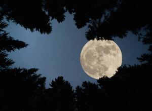 Konstfotografering Full super moon over forest, Jasmin Merdan, (40 x 30 cm)