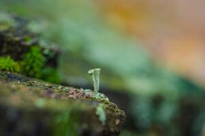 Fotografi moss forest litter macro, fantastic plants., jinjo0222988