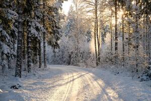 Fotografi Narrow snowy forest road on a sunny winter day, Schon