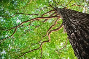 Fotografi New green leaf tree in nature forest, somnuk krobkum