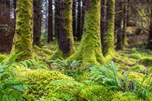 Fotografi Moss and ferns at old forest, Santiago Urquijo, (40 x 26.7 cm)