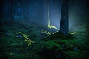 Fotografi Spruce forest with moss at night, Schon