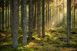 Fotografi Evening sun shining in spruce forest, Schon, (40 x 26.7 cm)