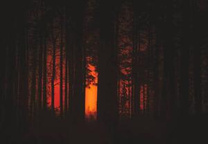 Konstfotografering Forest Fire, Milamai, (40 x 26.7 cm)