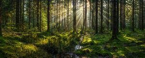 Fotografi Sunlight streaming through forest canopy illuminated, fotoVoyager, (50 x 20 cm)
