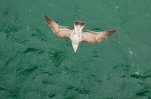 Konstfotografering Young Gull, Ade_Deployed, (40 x 26.7 cm)