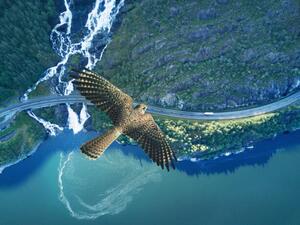 Fotografi Kestrel flying above ocean, rocky land,, Stanislaw Pytel