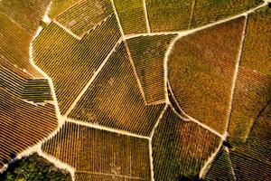Konstfotografering Barolo Wine Region in Autum, Piedmont, Italy, Andrea Pistolesi, (40 x 26.7 cm)