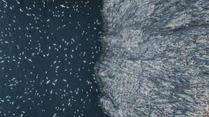 Fotografi Gannets flying off the edge of, Abstract Aerial Art
