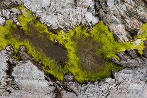 Konstfotografering Abstract view of moss on rocks, Kevin Trimmer, (40 x 26.7 cm)