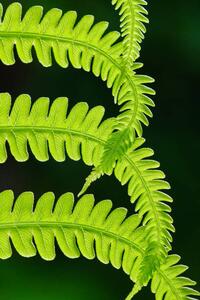 Konstfotografering Fresh green fern leaves. Macrophotography, Vlad Antonov, (26.7 x 40 cm)