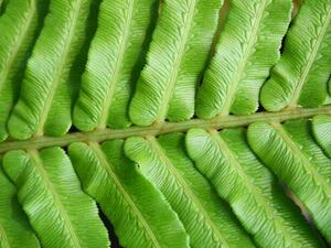 Fotografi Green blechnum fern leaf, Supersmario
