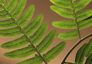 Fotografi Highlighted leaf veins on fern fronds, Zen Rial