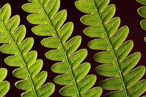 Konstfotografering Bracken Fern Leaf, weisschr, (40 x 26.7 cm)