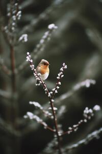 Konstfotografering Cute Robin, Treechild, (26.7 x 40 cm)