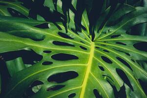 Illustration Monstera Philodendron leaves - tropical forest, hanohiki